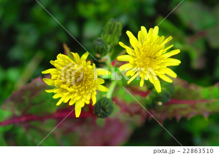 タンポポの花 22863510
