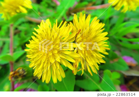 ノゲシの花の写真素材