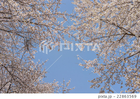 春景色桜模様 22863569