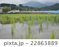 山梨の水田 22863889