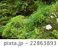 陣馬の滝 22863893