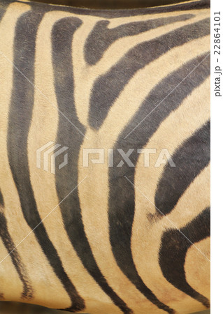 シマウマ　模様 22864101