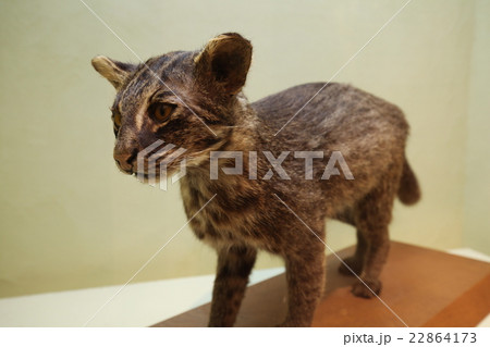 イリオモテヤマネコ 22864173