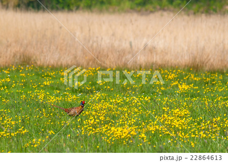 Pheasant on a green field 22864613