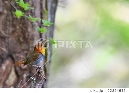 コマドリ コマドリ 22864655