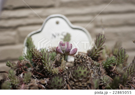 多肉植物の寄せ植え 22865055