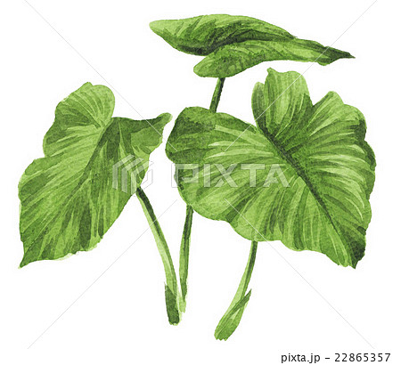 alocasia16613pix7 22865357