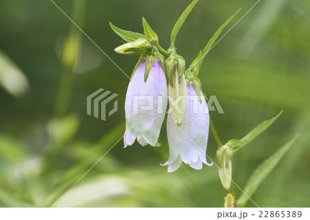 ホタルブクロの花 22865389