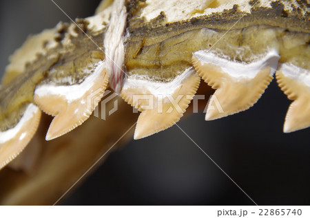 サメの歯 22865740