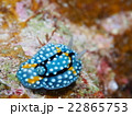 シモフリカメサンウミウシ 22865753
