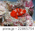 カエルアンコウ 22865754