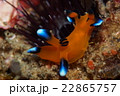 ウデフリツノザヤウミウシ 22865757