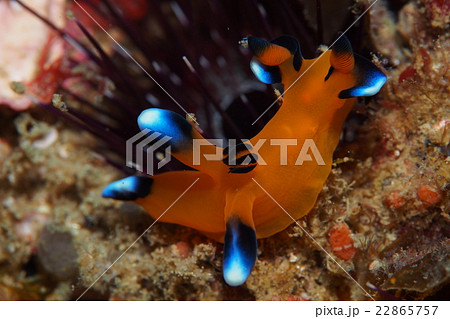 ウデフリツノザヤウミウシ 22865757