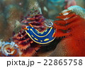 アオウミウシ 22865758