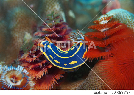アオウミウシ 22865758