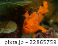 カエルアンコウ 22865759