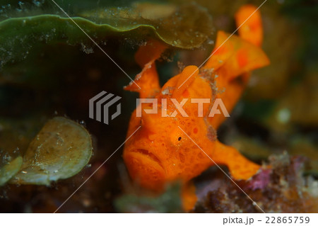 カエルアンコウ カエルアンコウ 22865759