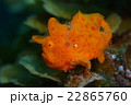 カエルアンコウ 22865760