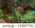 コガネミノウミウシ 22865761