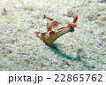 クロスジリュウグウウミウシ 22865762