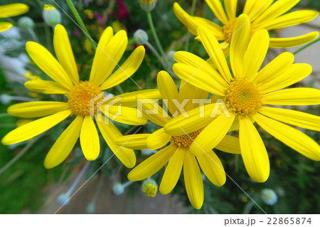 ユリオプスデージーの花 ユリオプスデージーの花 22865874