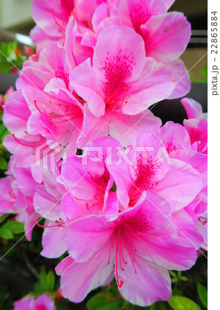 ツツジの花 22865884