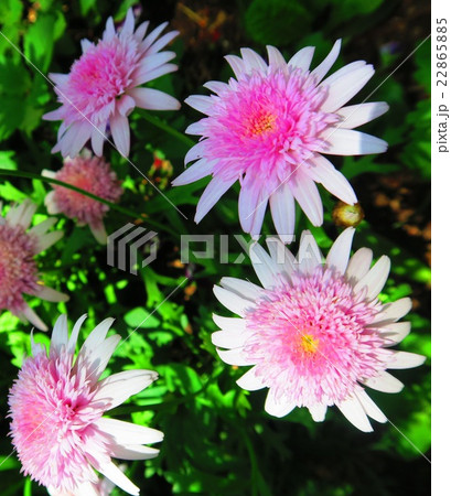 マーガレット モクシュンギク の花の写真素材