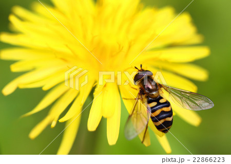 ヒラタアブ 22866223