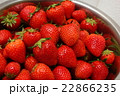 いちご 22866235