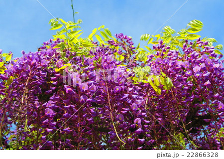 フジの花 フジの花 22866328