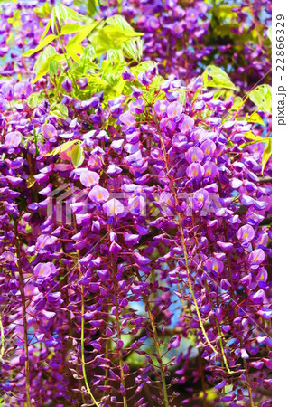 フジの花 フジの花 22866329