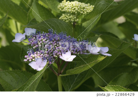 咲き始めた額アジサイ 22866429