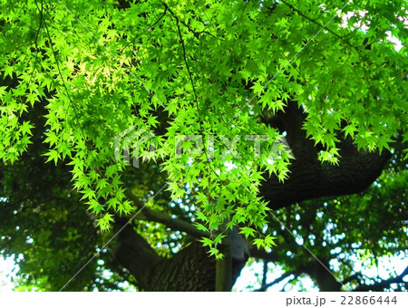 小石川後楽園の新緑のモミジ 22866444
