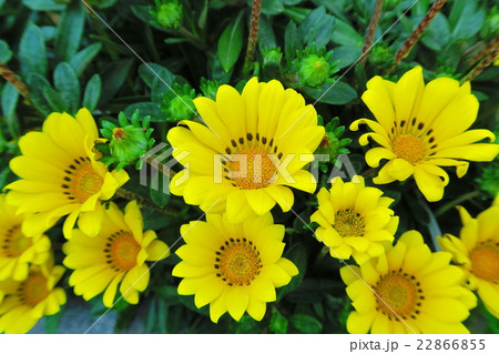 ガザニア（クンショウギク）の花 22866855