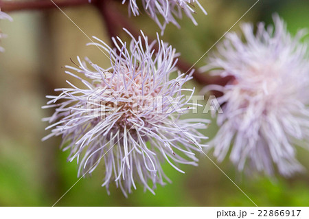 Eupatorium sordidum flower blooming in  garden. 22866917