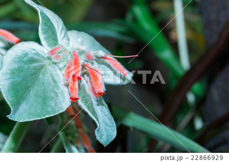 Rechsteineria Rechsteineria 22866929