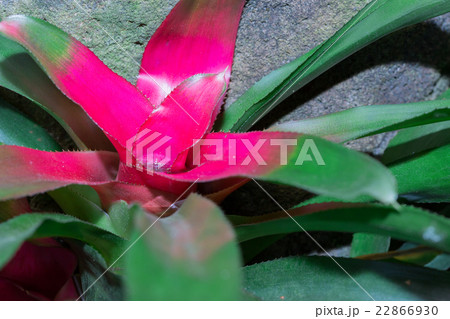 (vriesea imperialis) Bromeliad (vriesea imperialis) Bromeliad 22866930