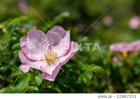ピンク色のハマナスの花の写真素材