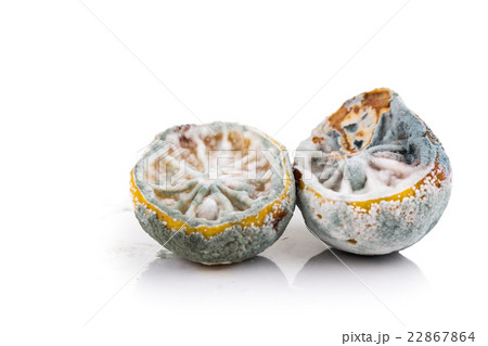 Rotten, moldy and decomposing lemon on white Rotten, moldy and decomposing lemon on white 22867864