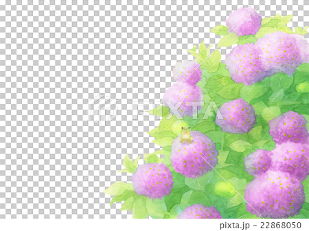 Hydrangea can fish on hydrangea (pink) Hydrangea can fish on hydrangea (pink) 22868050