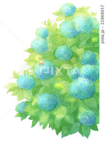 あじさいとあまがえるタテ（ブルー） 22868057