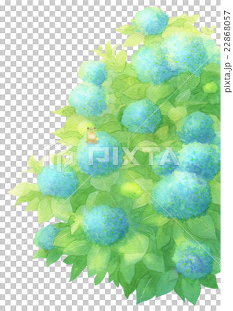 あじさいとあまがえるタテ（ブルー） 22868057