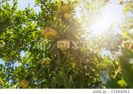 Green pomegranate on tree Green pomegranate on tree 22868061