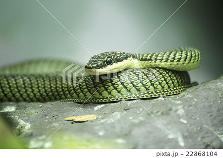 Close up Golden tree snake 22868104