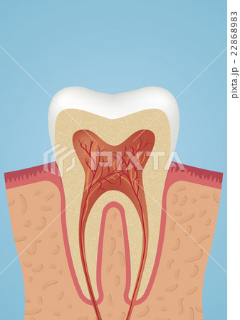 Tooth sheme icon Tooth sheme icon 22868983