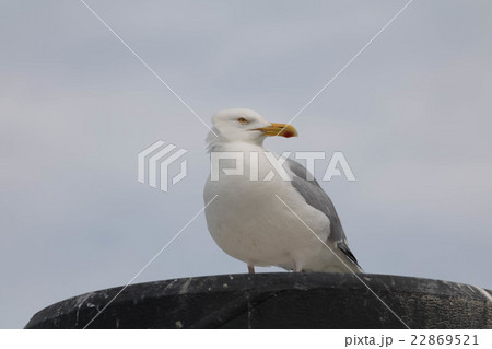 Seagull - Herring Gull Seagull - Herring Gull 22869521