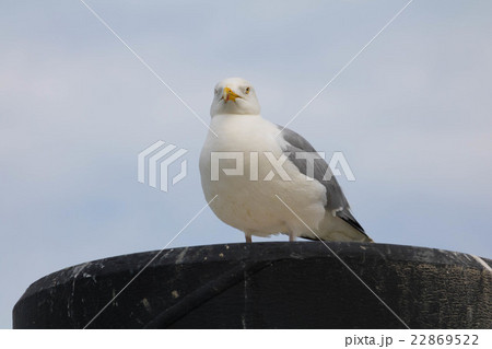 Seagull - Herring Gull Seagull - Herring Gull 22869522