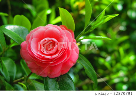 椿の花のある風景 椿の花のある風景 22870791