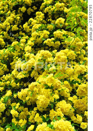 モッコウバラの花 モッコウバラの花 22870795