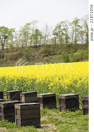 養蜂の様子（蜂の巣箱と菜の花） 22871056